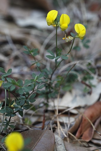 Lotus corniculatus