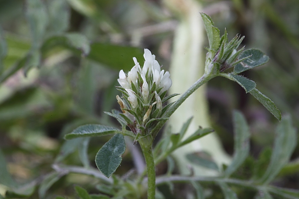 Trifolium scabrum / Trifoglio scabro