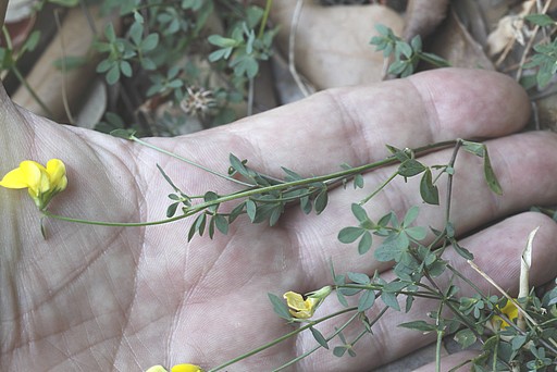 Lotus corniculatus