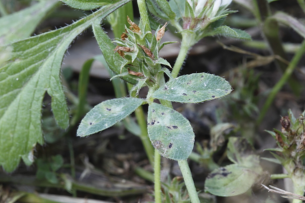 Trifolium scabrum / Trifoglio scabro