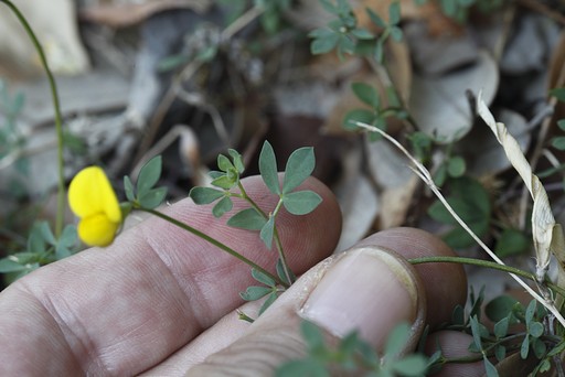 Lotus corniculatus