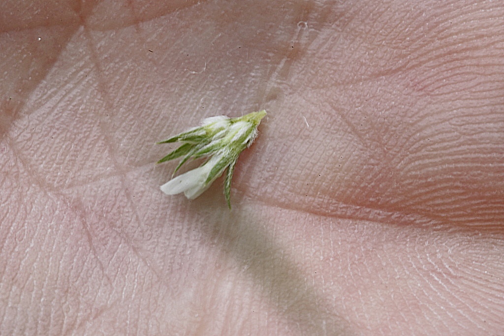 Trifolium scabrum / Trifoglio scabro