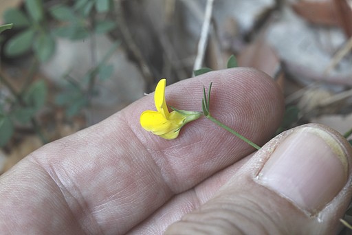 Lotus corniculatus