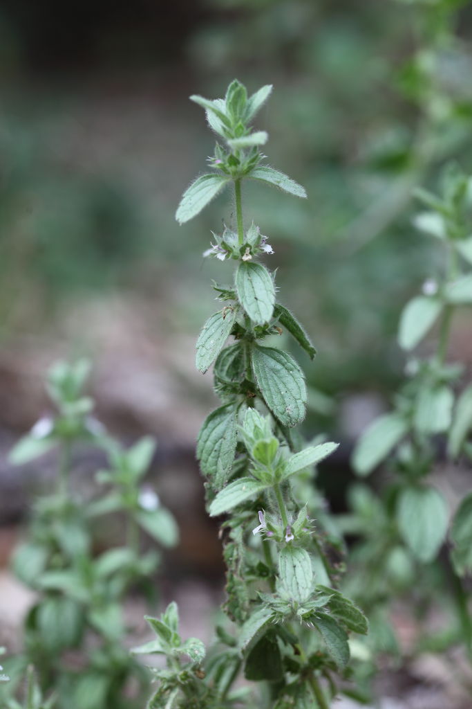 Sideritis romana