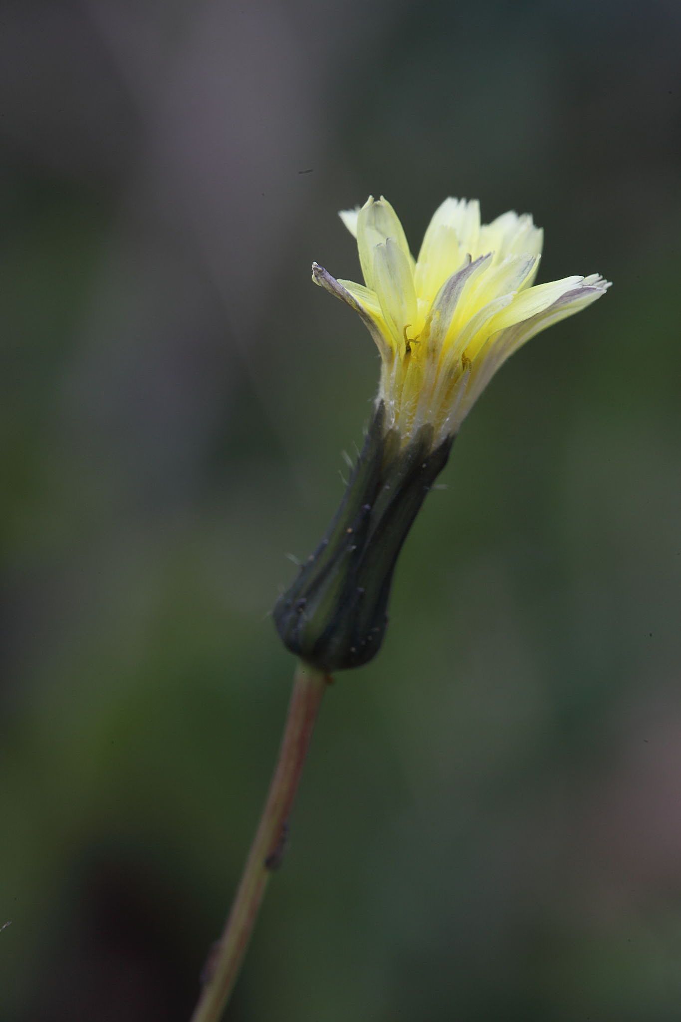 Sonchus oleraceus