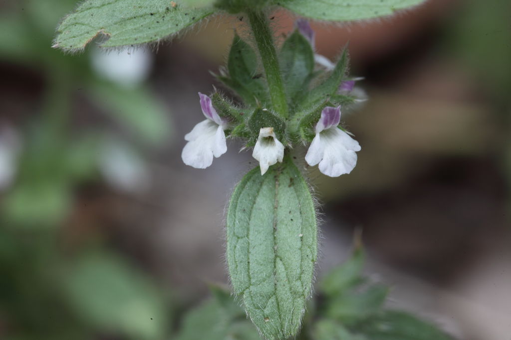 Sideritis romana