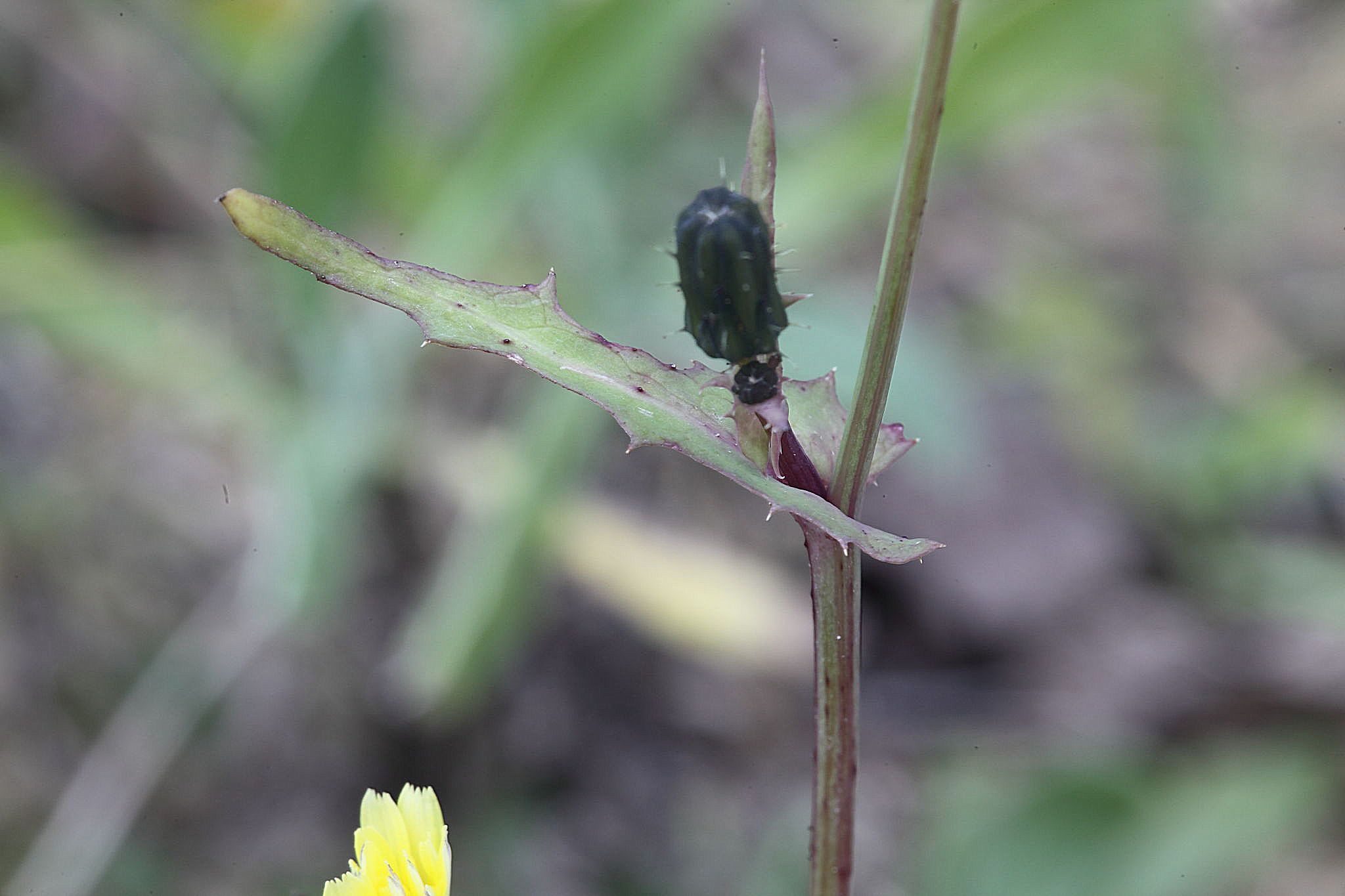 Sonchus oleraceus