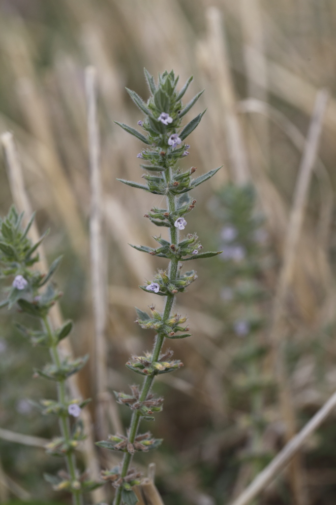 cfr. Clinopodium acinos