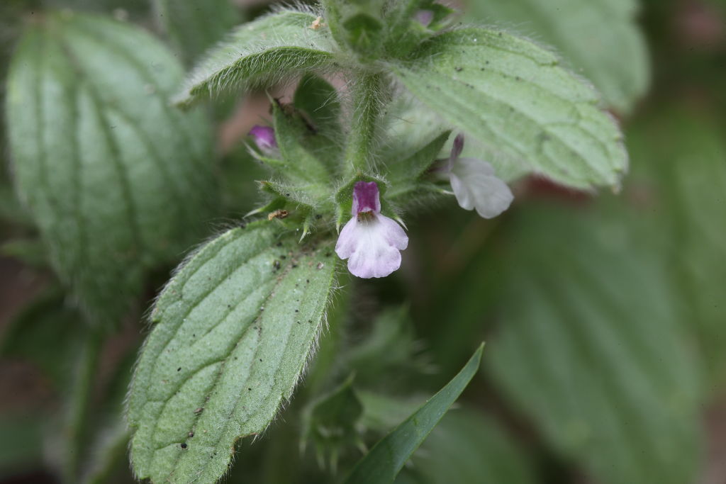 Sideritis romana