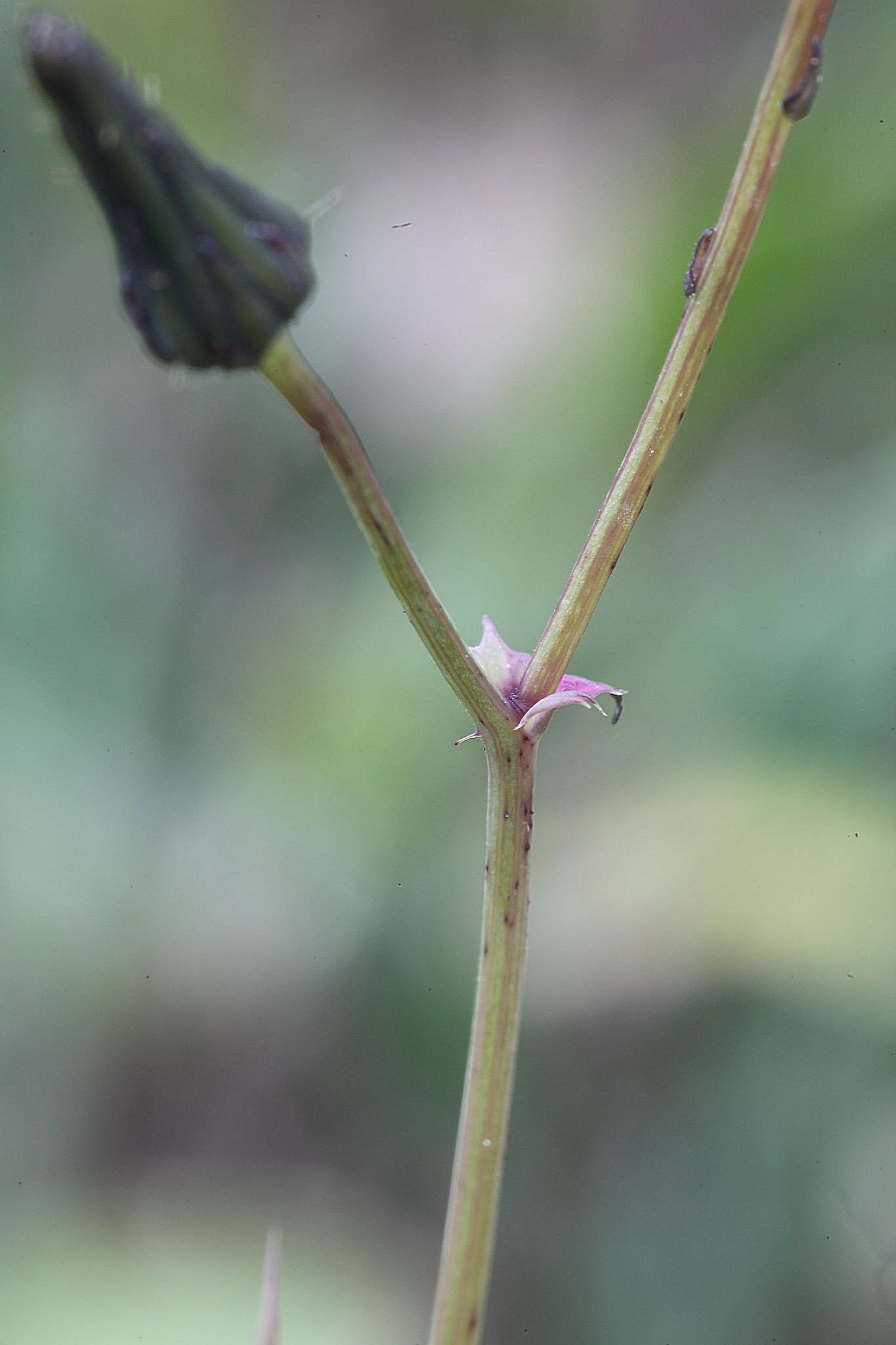 Sonchus oleraceus