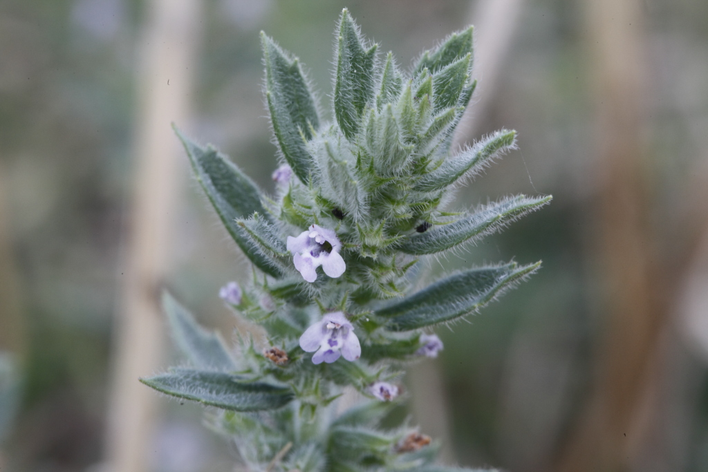 cfr. Clinopodium acinos