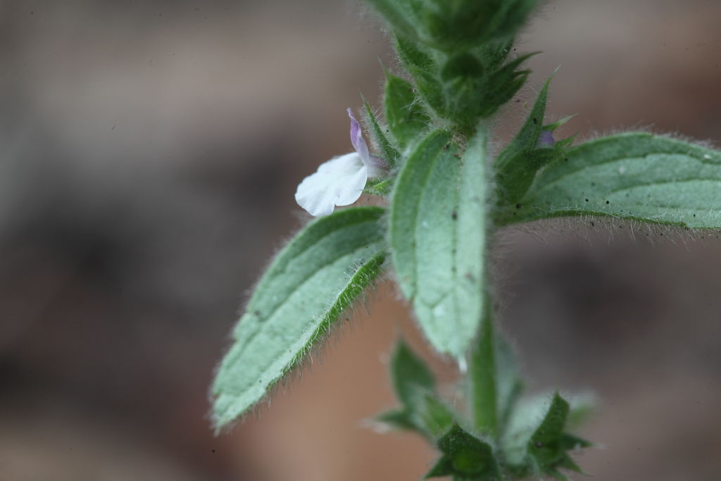 Sideritis romana