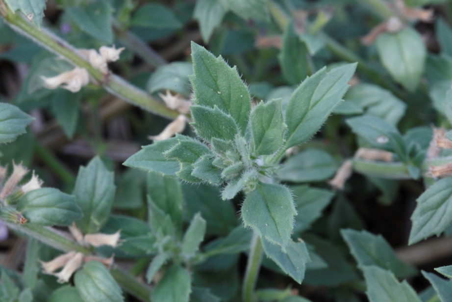 cfr. Clinopodium acinos