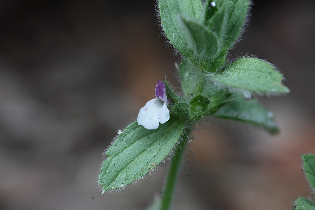 Sideritis romana