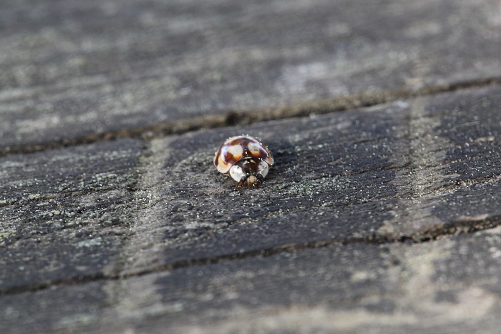 Coccinellidae