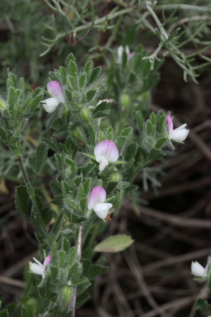 Ononis reclinata / Ononide reclinata