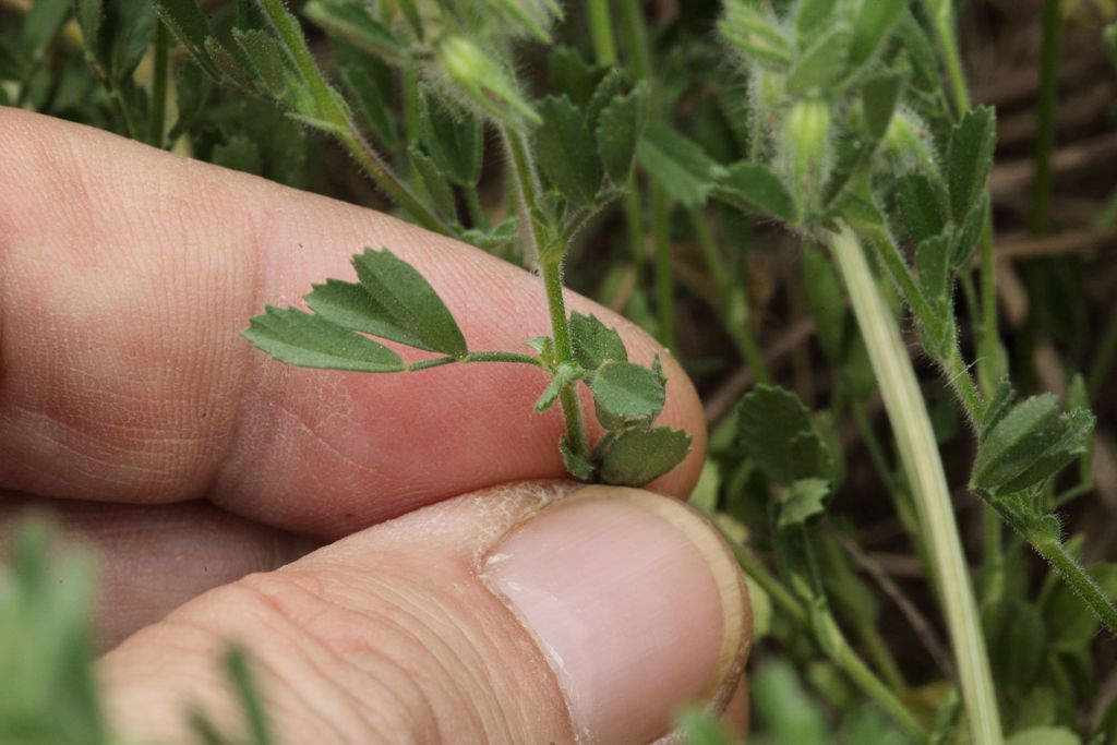 Ononis reclinata / Ononide reclinata