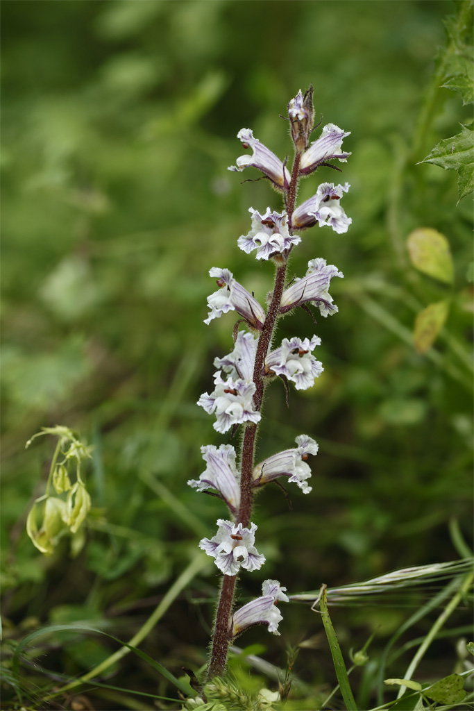 Orobanche crenata / Succiamele delle fave