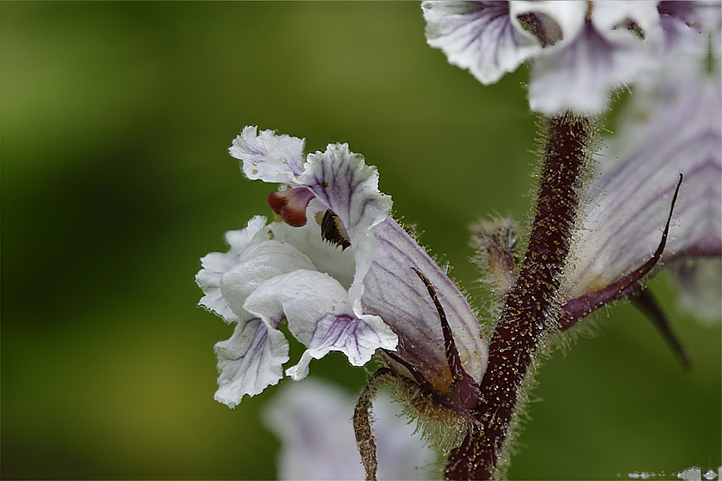 Orobanche crenata / Succiamele delle fave