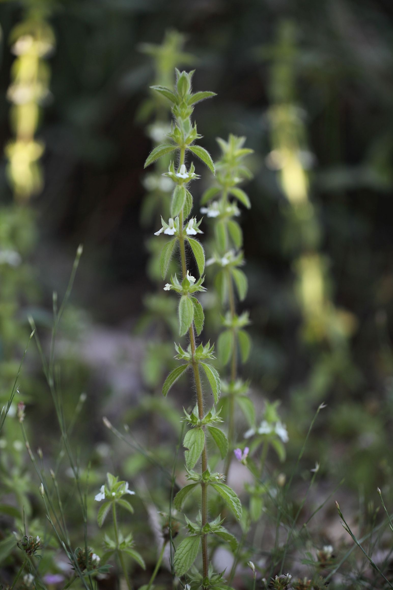 Sideritis romana