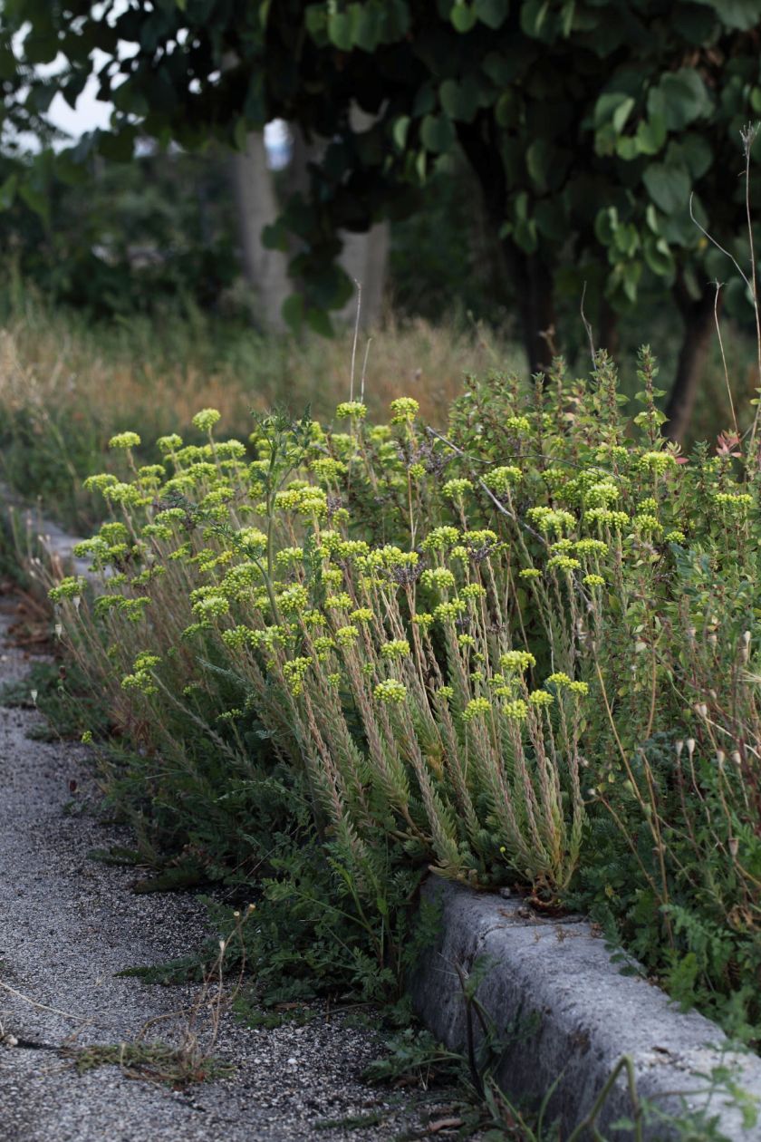 Petrosedum ochroleucum ssp.mediterraneum (=Sedum) / Borracina mediterranea