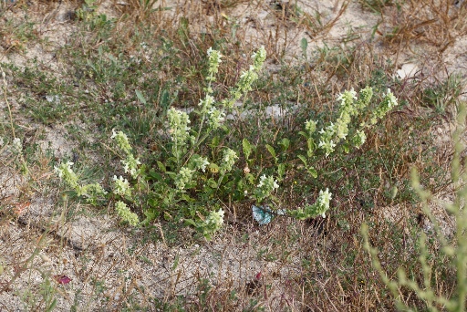 Stachys maritima / Stregona marittima