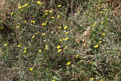 Asteracea - Helminthotheca echioides