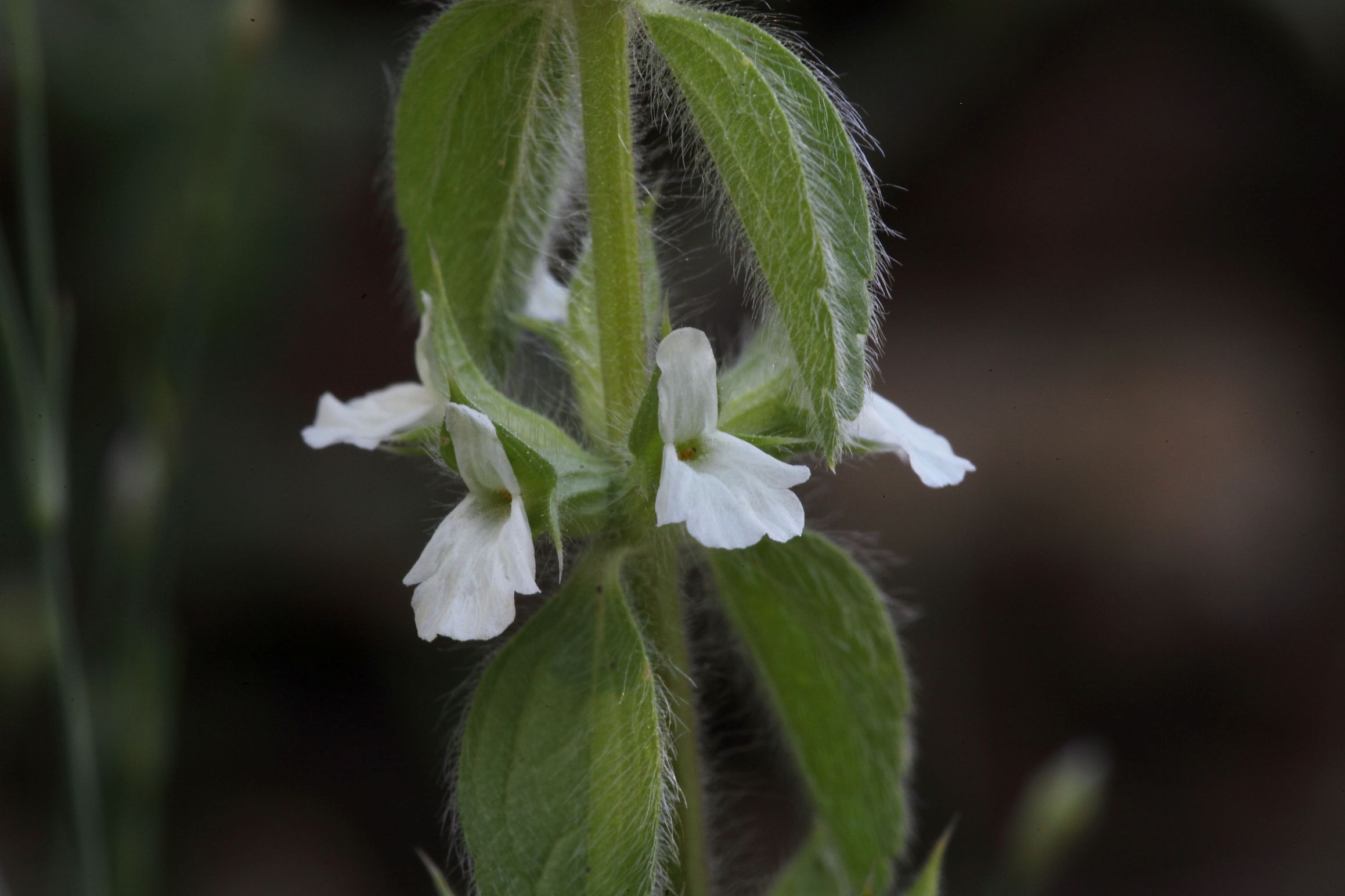 Sideritis romana