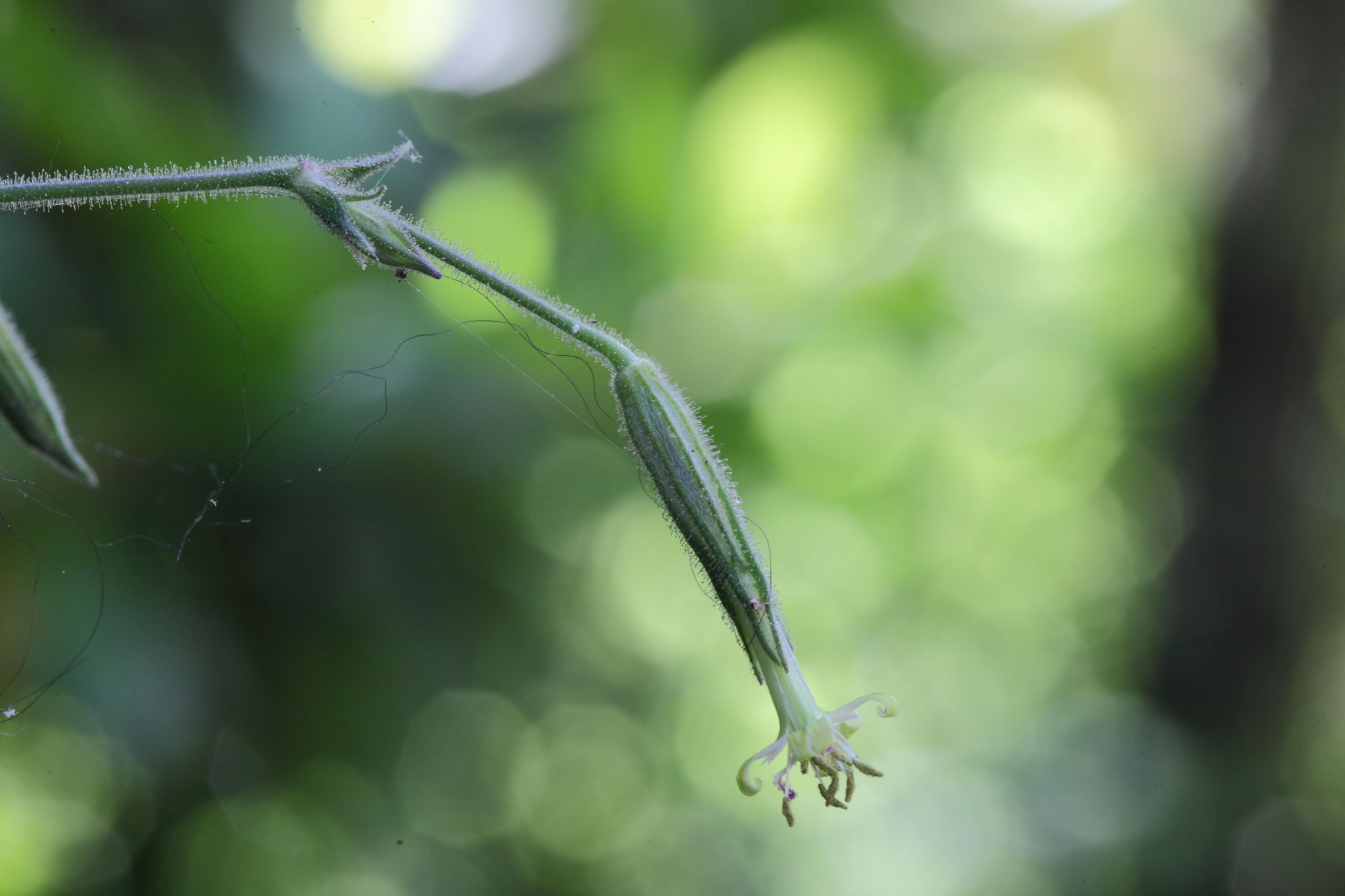 Silene viridiflora / Silene a fiori verdastri