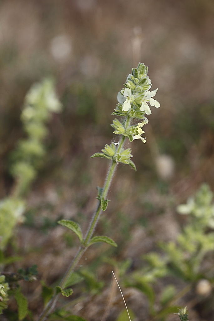 Stachys maritima / Stregona marittima