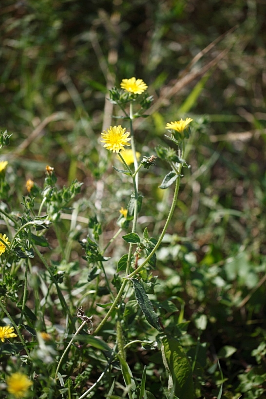 Asteracea - Helminthotheca echioides