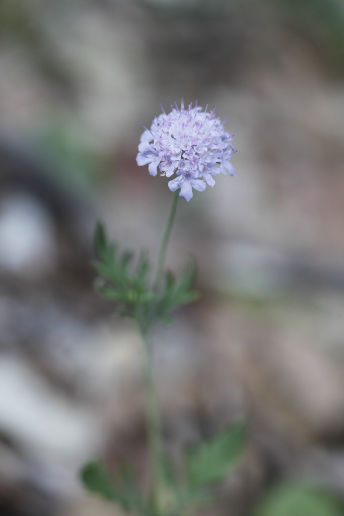 Scabiosa uniseta / Vedovina meridionale