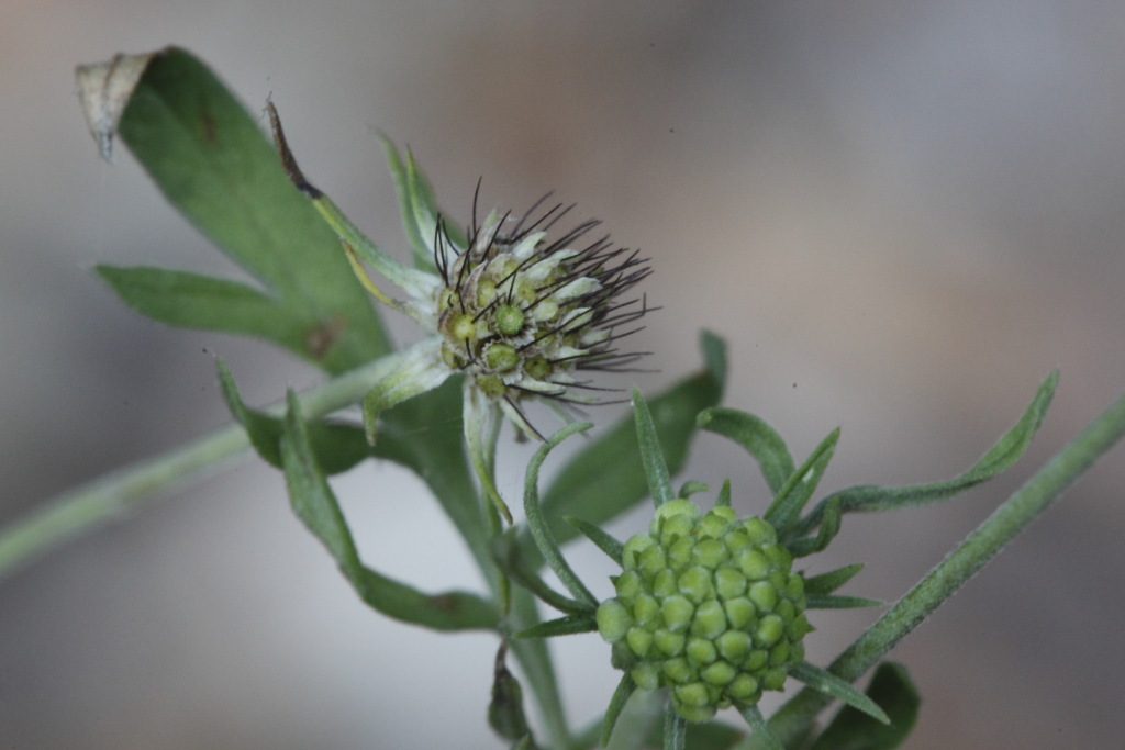 Scabiosa uniseta / Vedovina meridionale