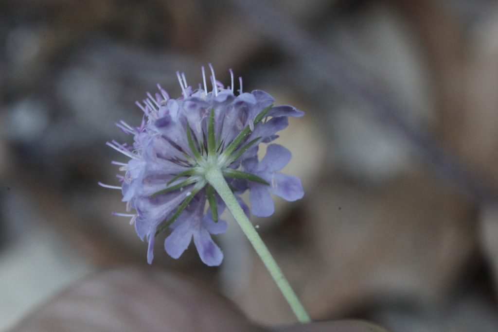 Scabiosa uniseta / Vedovina meridionale