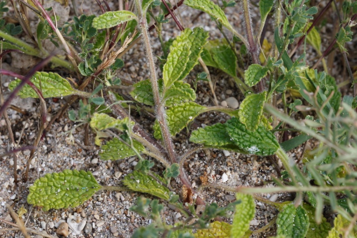 Stachys maritima / Stregona marittima