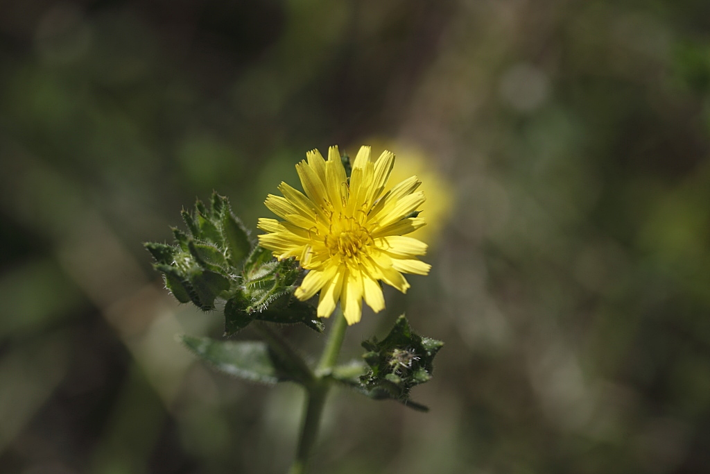 Asteracea - Helminthotheca echioides