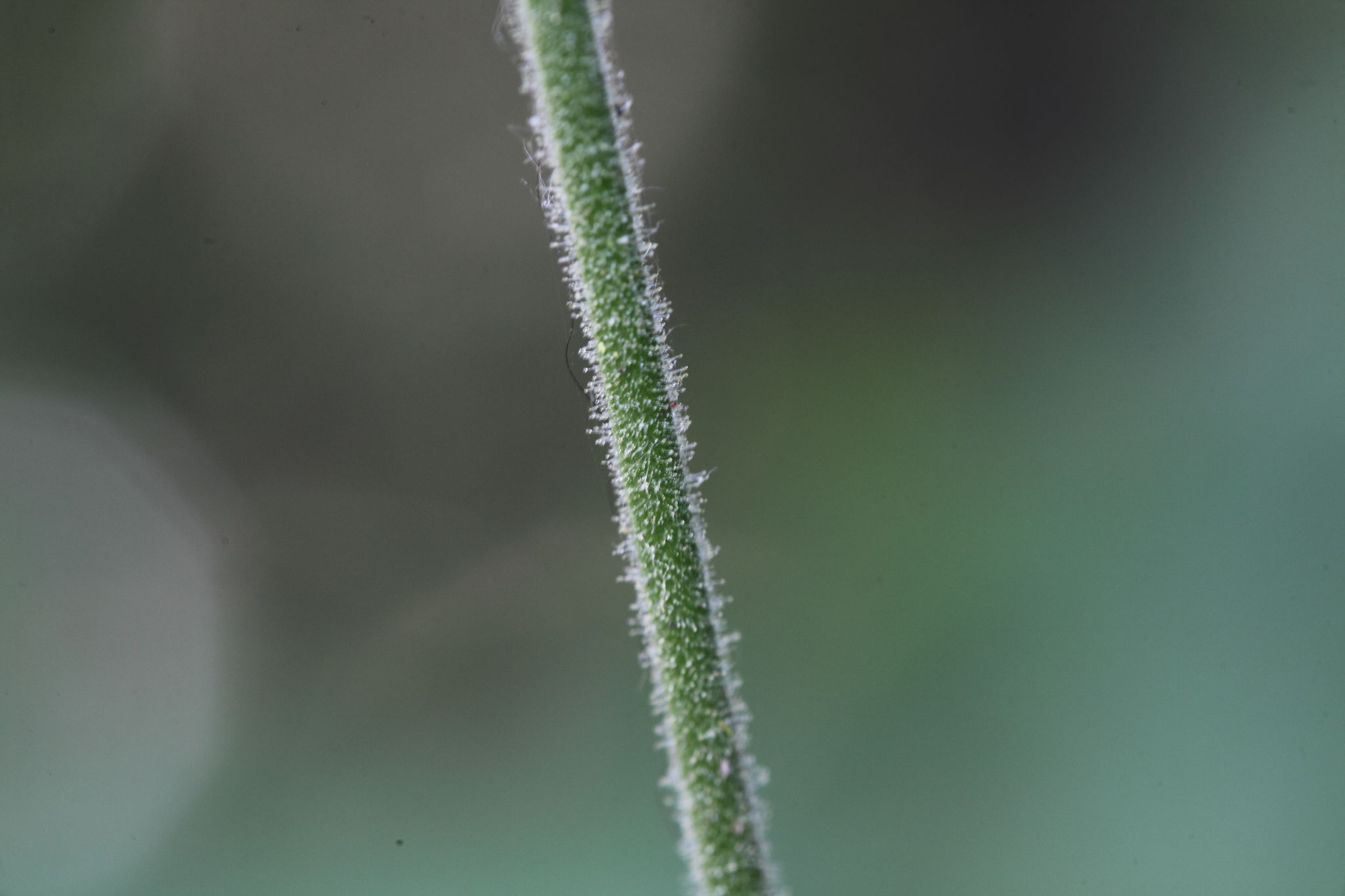 Silene viridiflora / Silene a fiori verdastri