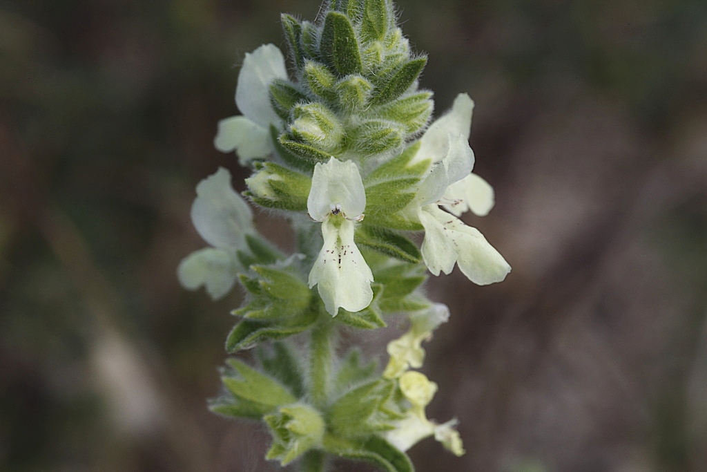 Stachys maritima / Stregona marittima