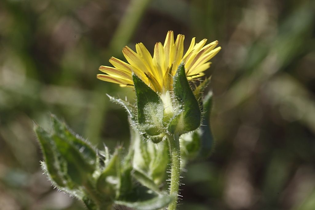 Asteracea - Helminthotheca echioides