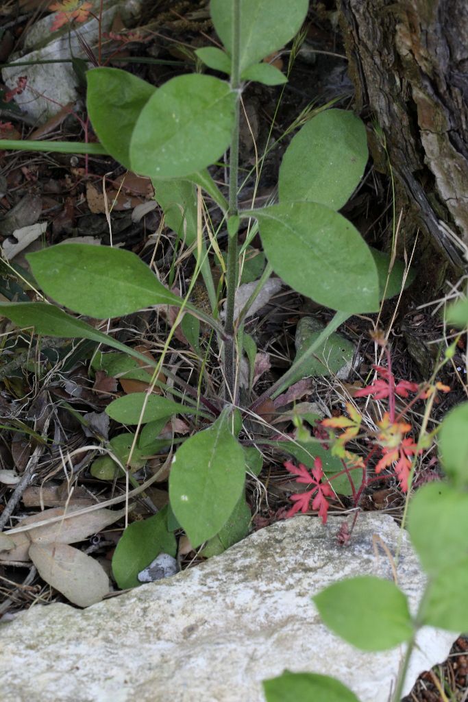 Silene viridiflora / Silene a fiori verdastri