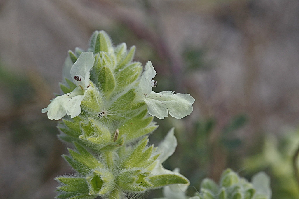 Stachys maritima / Stregona marittima