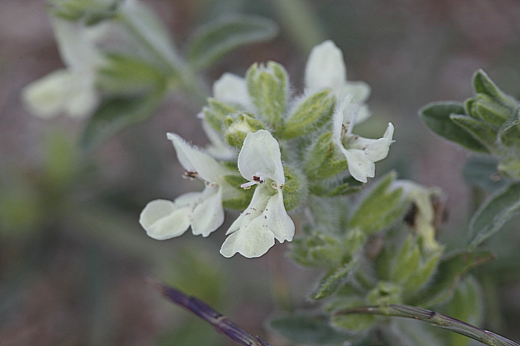 Stachys maritima / Stregona marittima