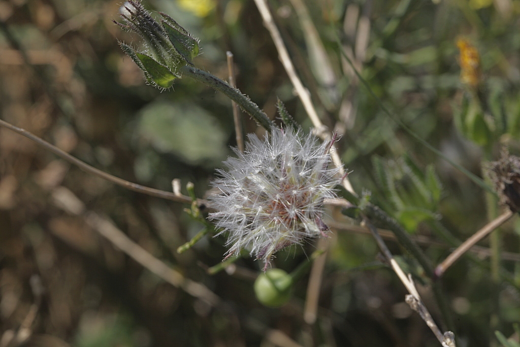 Asteracea - Helminthotheca echioides