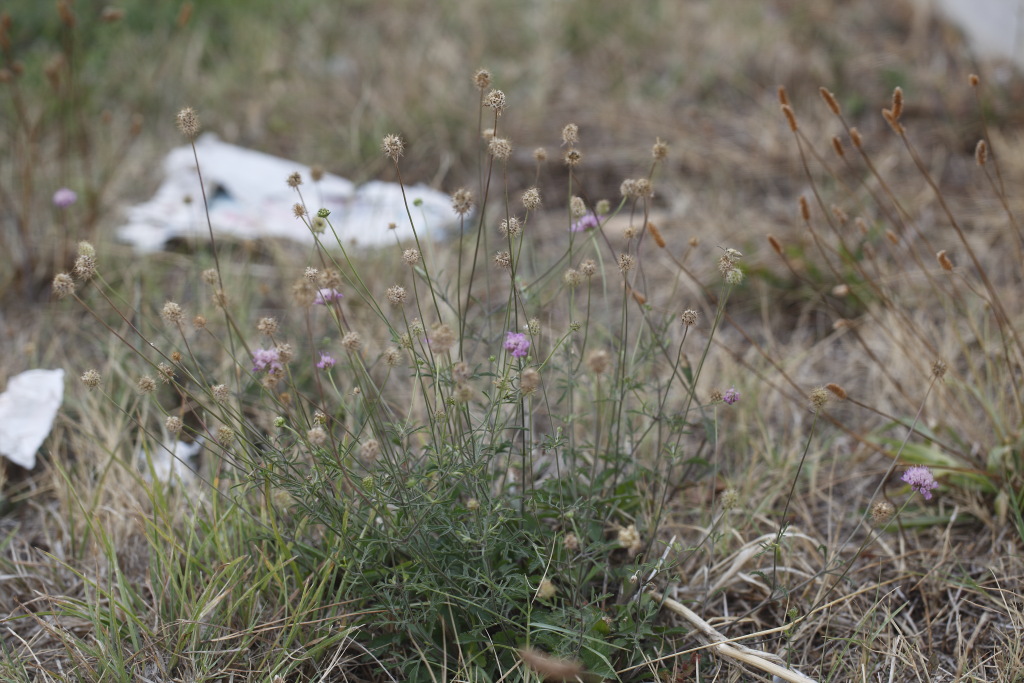 Sixalix atropurpurea (=Scabiosa marittima) /Vedovina marittima