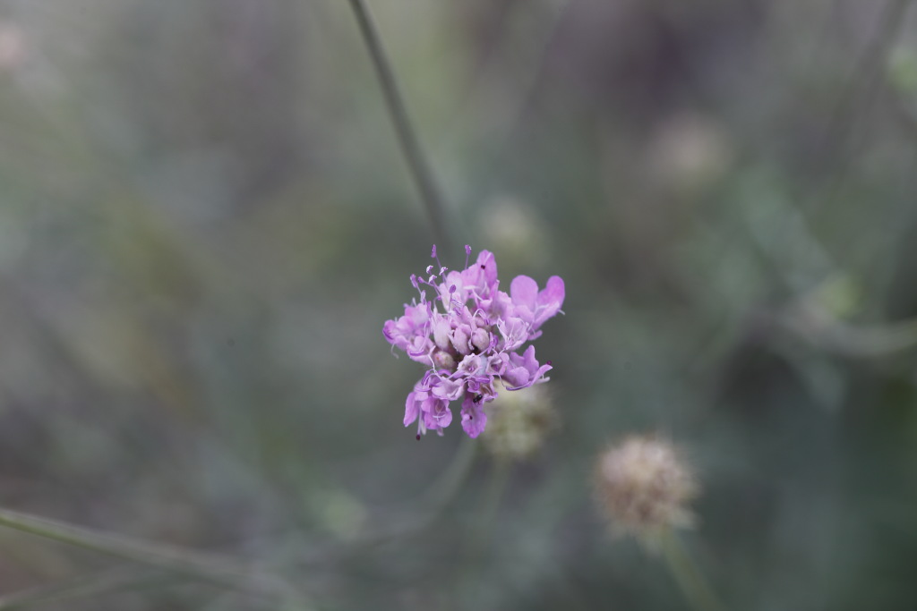 Sixalix atropurpurea (=Scabiosa marittima) /Vedovina marittima