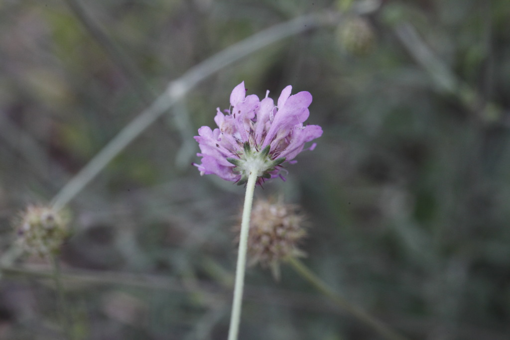 Sixalix atropurpurea (=Scabiosa marittima) /Vedovina marittima