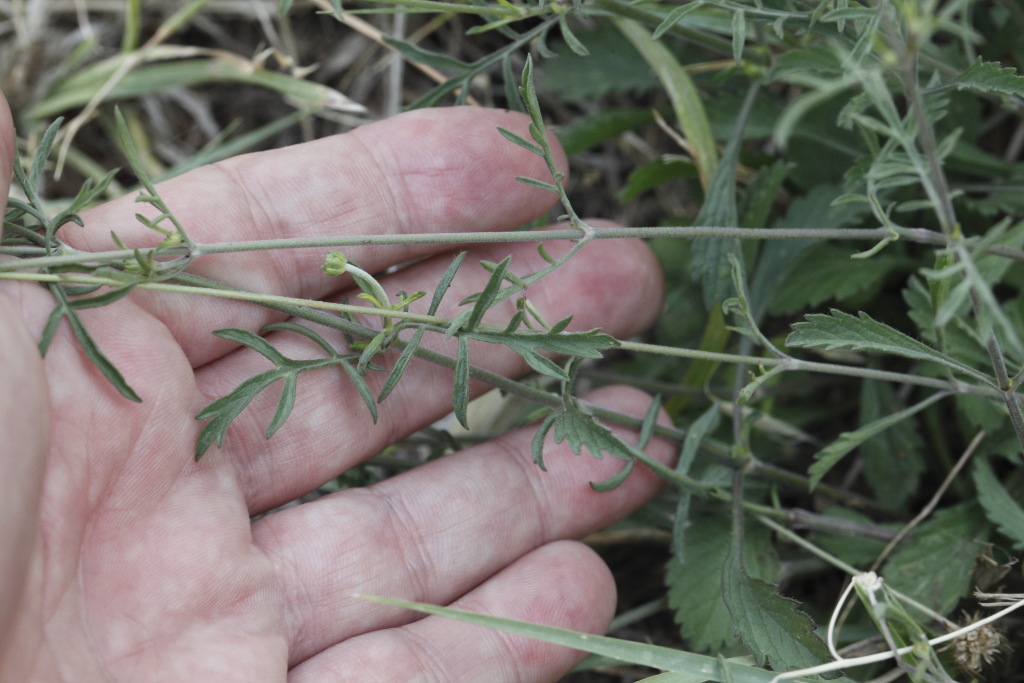 Sixalix atropurpurea (=Scabiosa marittima) /Vedovina marittima