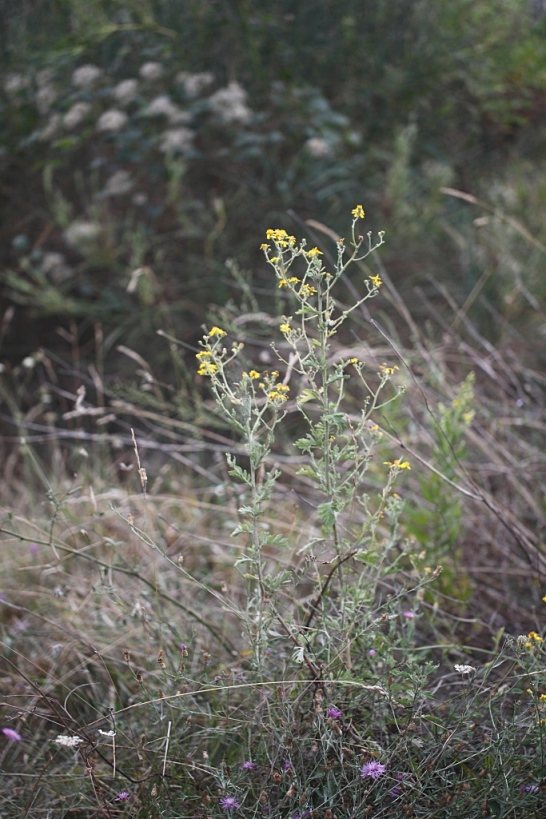 Jacobaea erucifolia / Senecione serpeggiante