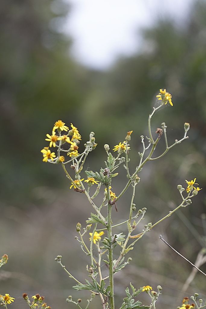 Jacobaea erucifolia / Senecione serpeggiante