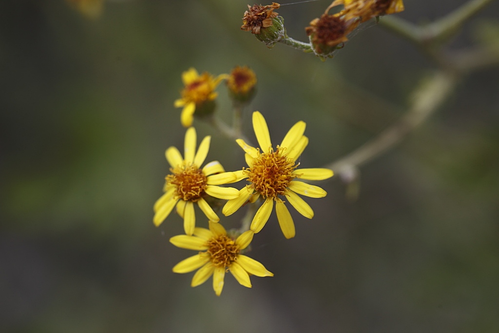 Jacobaea erucifolia / Senecione serpeggiante